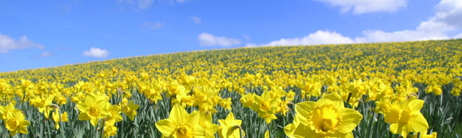 El jardín de los narcisos daffodils