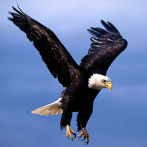 El águila encadenada eagle.jpg