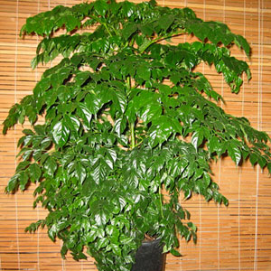 El árbol serpiente chinadoll.jpg