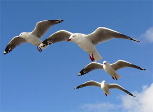 Alas de gratitud seagulls.jpg