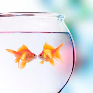 Atrofia goldfish.jpg