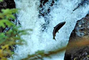 La determinación del salmón salmon.jpg