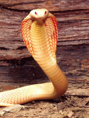 La cobra dorada cobra.jpg