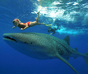 Nadar con gigantes marinos whale-shark.jpg