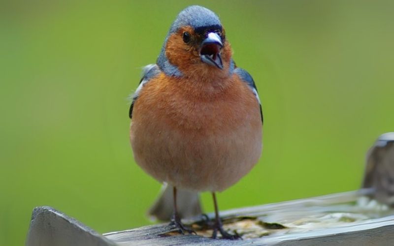 Aprender de los pájaros